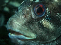 Carnivorous fish: blennies 